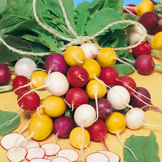 Turp Çeşitleri Türleri ve Özellikleri