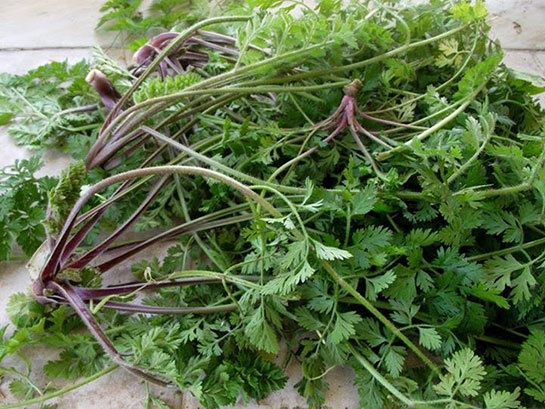 Turp Otu Tohumu Kullanımı ve Faydaları Nelerdir?