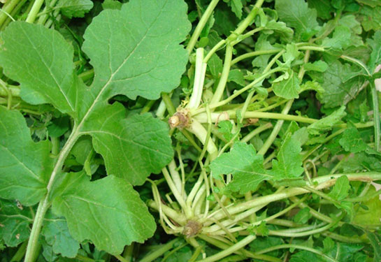 Turp Otu Kullanımı ve Faydaları Nelerdir?