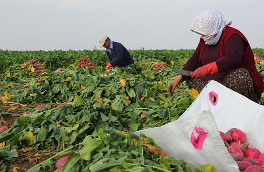 Turp Yetiştiriciliği Yetiştirilme Koşulları ve Şekli