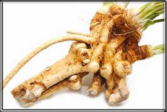 Yaban Turpu Kullanımı ve Faydaları Nelerdir?